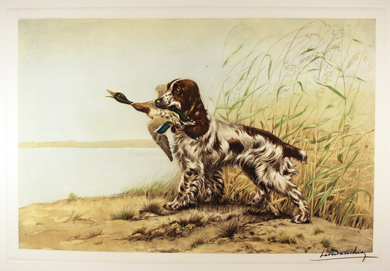 Engraving, Hand coloured restrike engraving, Cocker Spaniel and Duck