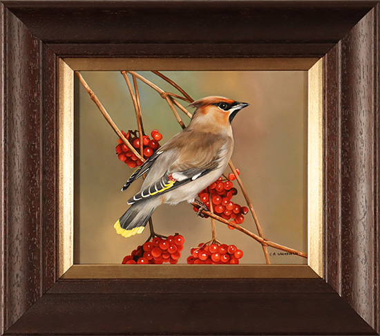 Carl Whitfield, Original oil painting on panel, Waxwing