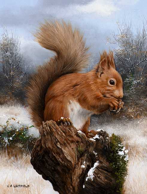 Carl Whitfield, Original oil painting on panel, Red Squirrel