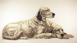 Engraving, Hand coloured restrike engraving, English Setters at Rest
