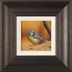 Carl Whitfield, Original oil painting on panel, Blue Tit