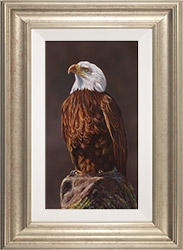 Wayne Westwood, Original oil painting on panel, American Bald Eagle 